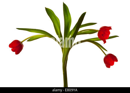 Dunkle rote Tulpen, Isolated on White Background Stockfoto