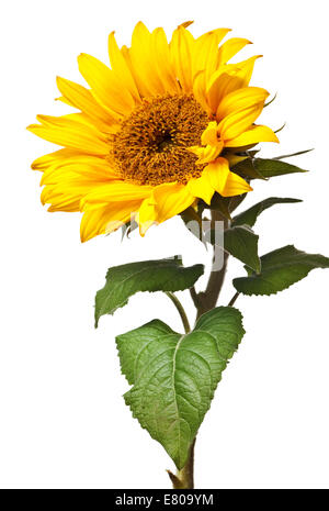 Sonnenblume auf einer rein weißen Hintergrund isoliert Stockfoto