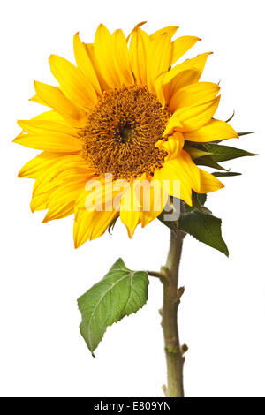 Sonnenblume auf einer rein weißen Hintergrund isoliert Stockfoto