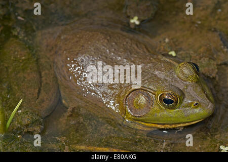 Amerikanischer Ochsenfrosch (Lithobates Catesbeianus), Virginia Stockfoto