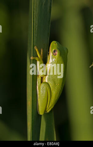 Amerikanischen grünen Laubfrosch, Hyla Cinerea, Virginia Stockfoto