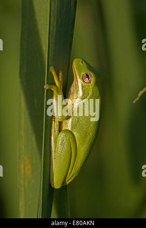 Amerikanischen grünen Laubfrosch, Hyla Cinerea, Virginia Stockfoto