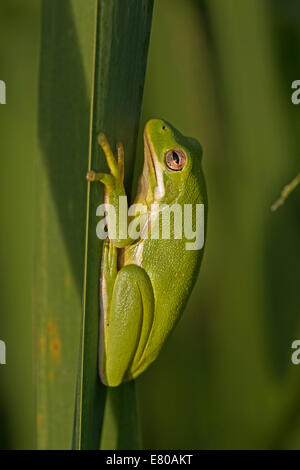 Amerikanischen grünen Laubfrosch, Hyla Cinerea, Virginia Stockfoto