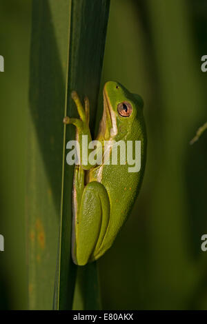 Amerikanischen grünen Laubfrosch, Hyla Cinerea, Virginia Stockfoto