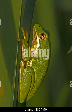 Amerikanischen grünen Laubfrosch, Hyla Cinerea, Virginia Stockfoto