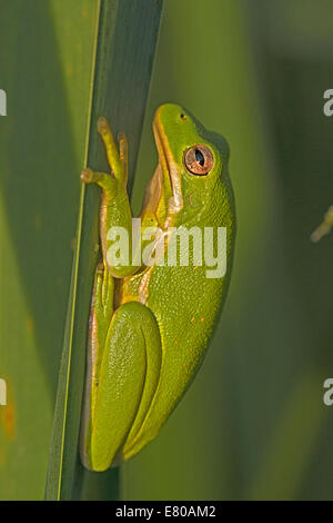 Amerikanischen grünen Laubfrosch, Hyla Cinerea, Virginia Stockfoto