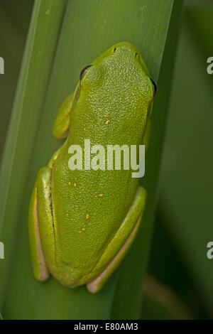 Amerikanischen grünen Laubfrosch, Hyla Cinerea, Virginia Stockfoto