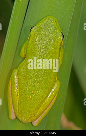 Amerikanischen grünen Laubfrosch, Hyla Cinerea, Virginia Stockfoto