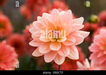 Apricot farbigen Dahlien in einer krautigen Grenze. Stockfoto