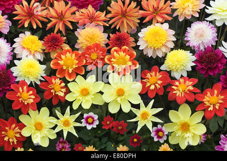 Anzeige der Schraubenset Schnittblumen frisch Stockfoto