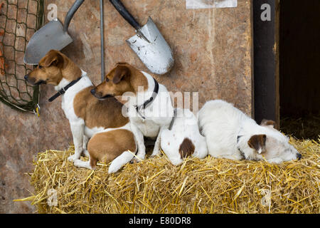 Jack Russell Terrier Hunde auf Strohballen sitzend Stockfoto