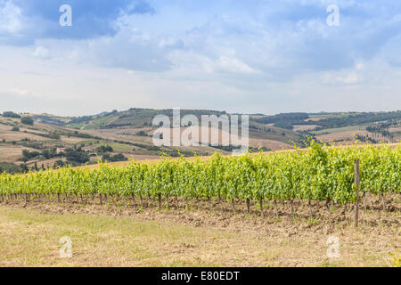 Valle Orcia, Italien. Toskanische Wideyard während der Frühjahrssaison. Stockfoto