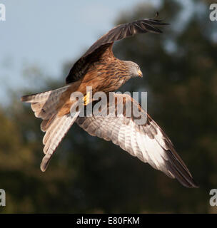 Rotmilan Milvus Milvus fliegen über Wiese und Wald am Gigrin Hof Abrufstation Rhayader (Rhaeadr) in Mid-Wales Cymru Stockfoto