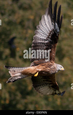 Rote Drachen fliegen über Gigrin Farm Futterstation, Rhayader, Mid-Wales Stockfoto