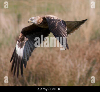 Rote Drachen fliegen über Gigrin Farm Futterstation, Rhayader, Mid-Wales Stockfoto