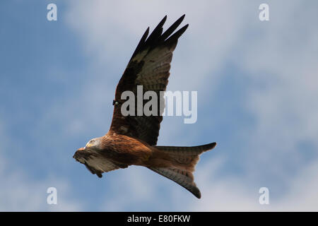 Rote Drachen fliegen über Gigrin Farm Futterstation, Rhayader, Mid-Wales Stockfoto