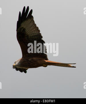 Rote Drachen fliegen über Gigrin Farm Futterstation, Rhayader, Mid-Wales Stockfoto