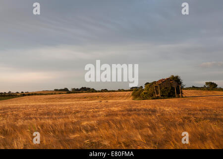 Morgenlicht über Gerstenfeldern, Sommer, Landschaft Stockfoto