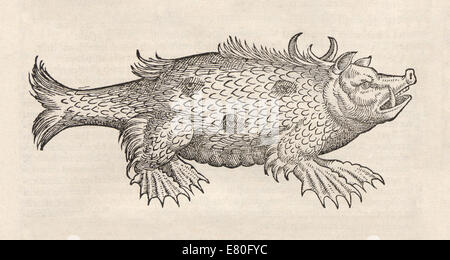 Illustration der Wal wie marine Wesen aus "Historia Animalium" von Conrad Gessner (1516-1565). Siehe Beschreibung für mehr Informationen. Stockfoto