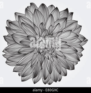 Tusche-Zeichnung der schwarzen Dahlie Blume, Element für Ihr design Stockfoto