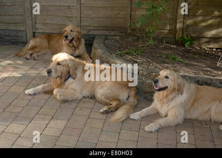 Golden Retriever wurf Geschwister in der Position nach unten an der Wiedervereinigung mit ihrer Mutter hinter an ihrem Geburtstag Stockfoto