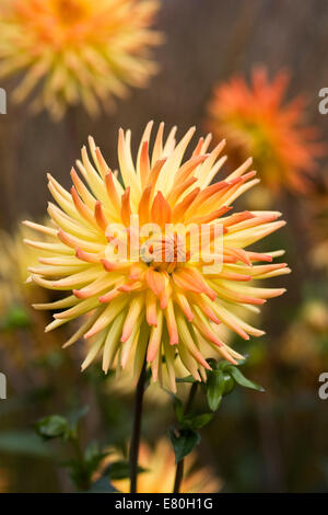 Feurige rote und gelbe Dahlie. Kaktus Typ Dahlia in eine krautige Grenze. Stockfoto