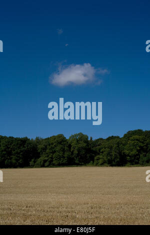 Feld zur Ernte bereit in der South Downs in der Nähe von vale Kingley in West Sussex mit Mond und einsame Wolke Stockfoto