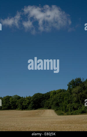 Geerntete Feld auf der South Downs mit tiefen blauen Himmel in der Nähe von vale Kingley im August mit Bäumen im Abstand Stockfoto