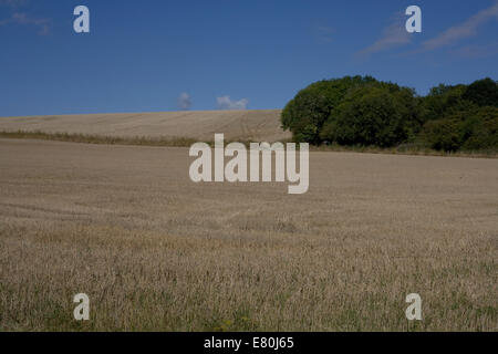 Weizen im Feld in der Erntezeit in West Sussex auf der South Downs durch Kingley Vale Stockfoto