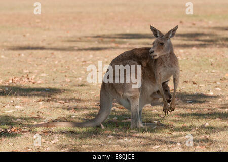 Stock Foto östliche graue Känguru stehen. Stockfoto