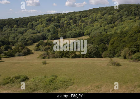 Tal, Wald und downland in Kingley Vale National Nature Reserve auf der South Downs Stockfoto