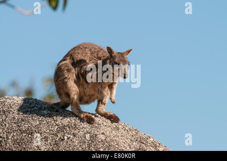 Stock Foto von Mareeba schlichten Rock Wallaby sitzen oben auf einem Felsblock. Stockfoto