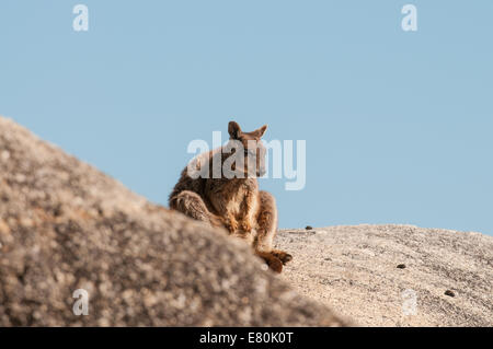 Stock Foto von Mareeba schlichten Rock Wallaby sitzen oben auf einem Felsblock. Stockfoto