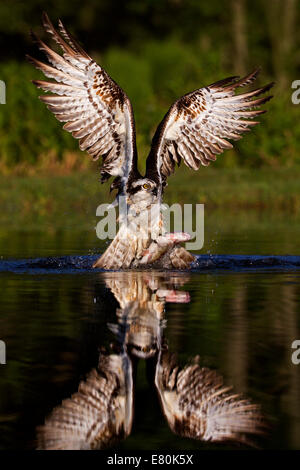 Osprey in Schottland fängt einen Fisch (Forelle) der Luft mit Flügeln voll im Flug öffnen Stockfoto