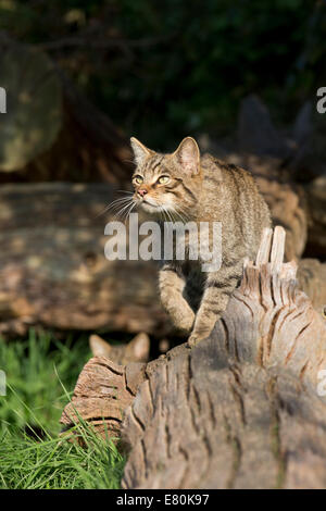 Britische Wildlife Centre Felis Silvestris Wildcat Stockfoto