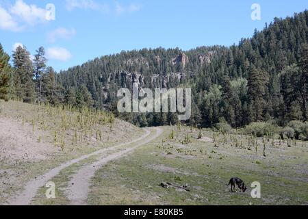 Alte Straße schlängelt sich durch Wiese in New Mexiko Stockfoto