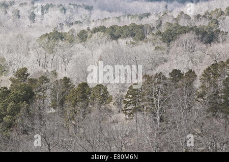Blick auf Decidous Wald im Winter mit einigen Evergreens Stockfoto