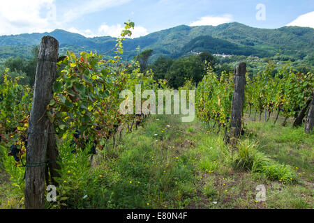 Teil des Macea Bio Bauernhof/Weinberg in Borgo ein Mozzano, Toskana, Italien Stockfoto