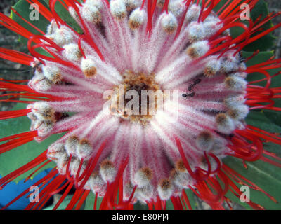 Blick hinunter auf Blume des scharlachroten Banksien (Banksia Coccinea), Südwest Westaustralien Stockfoto