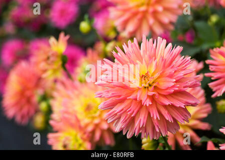 Dahlie 'Sunset' in eine krautige Grenze. Stockfoto