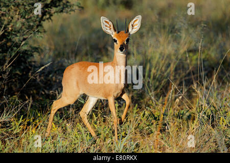 Männliche Steinböckchen Antilope (Raphicerus Campestris) im natürlichen Lebensraum, Südafrika Stockfoto