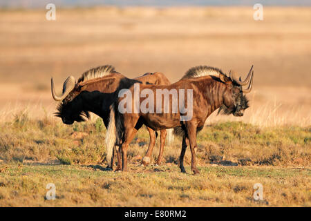 Ein paar schwarze Gnus (Connochaetes Gnou), Süd Afrika Stockfoto