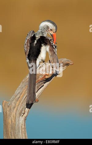 Rot-billed Hornbill (Tockus Erythrorhynchus) thront auf einem Ast, Südafrika Stockfoto