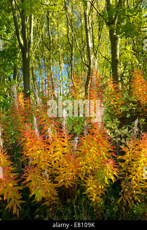 Rosebay Willow Kraut bei starker Sonneneinstrahlung auf einen Feldweg in der Nähe von Warter in North Yorkshire Stockfoto