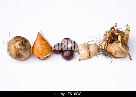 Eine Auswahl an Lampen für Pflanzen auf einem weißen Hintergrund bereit. Stockfoto