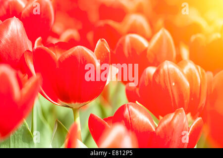 Rote Tulpen unter Sonneneinstrahlung im Frühjahr Stockfoto