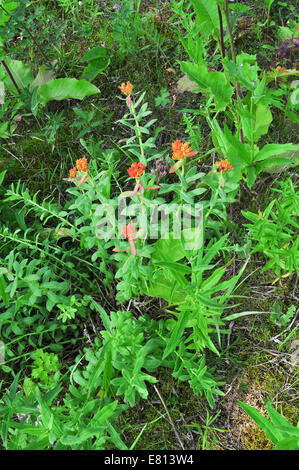 Die wilde Vegetation des polaren Ural, Goldene Wurzel (Rhodiola Rosea). Die Republik Komi, Russland. Stockfoto