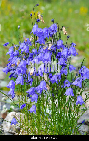 Wilde Blume - Canterbury Bells (Campanula). Polaren Ural, Republik Komi, Russland. Stockfoto