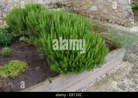 Rosmarinus Officinalis, allgemein bekannt als Rosmarin wächst in einem Trog Stockfoto