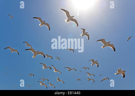 Horizontale Nahaufnahme von einer Herde von Europäische Silbermöwen, Larus Argentatus, Inflight vor blauem Himmel. Stockfoto